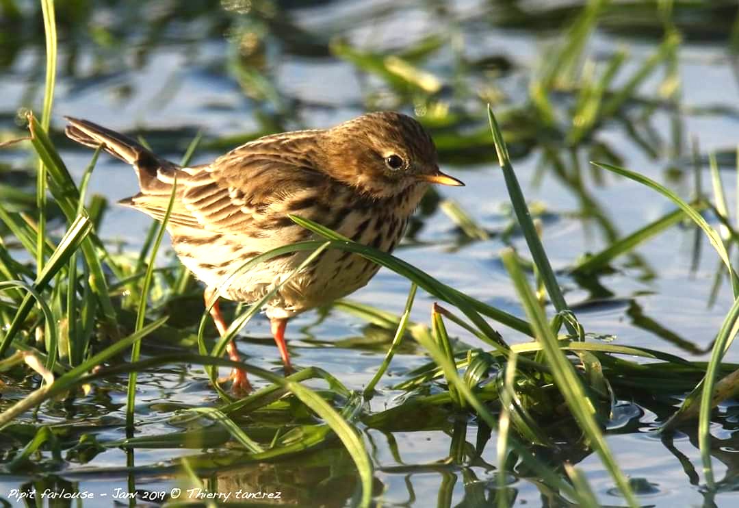 Pipit farlouse